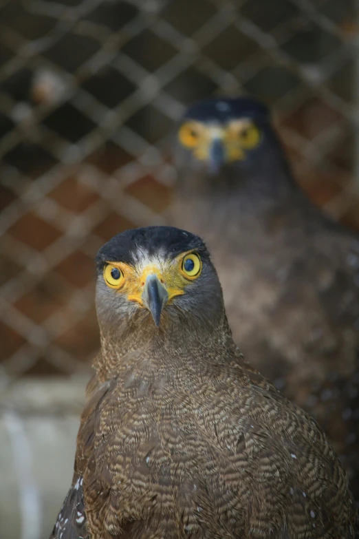 a couple of birds standing next to each other, a portrait, pexels contest winner, hurufiyya, scowling, gold, museum quality photo, brown