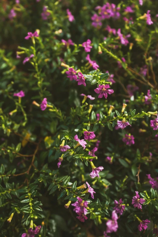 a close up of a bush with purple flowers, by Jacob Toorenvliet, high angle shot, color image, alabama, lightweight