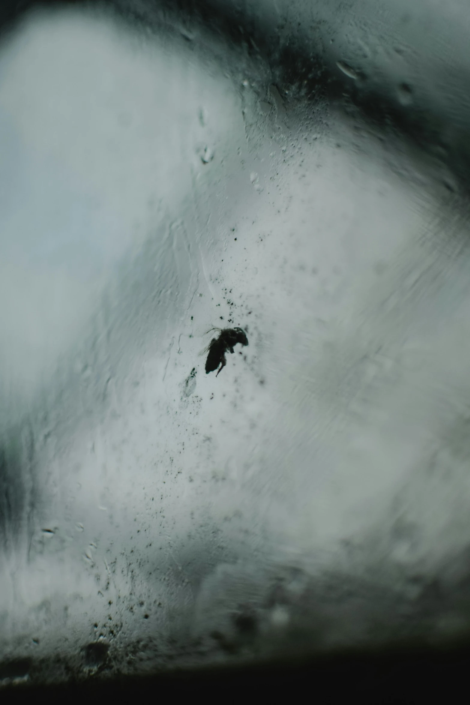 a bug that is sitting on a window sill, inspired by Vija Celmins, hurufiyya, transparent black windshield, in the astral plane ) ) ), cold stormy wind, shot from below