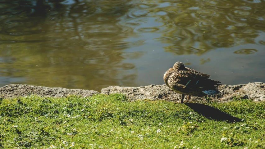 a duck standing on top of a lush green field, pexels contest winner, on a riverbank, sunny day in a park, hunched over, high resolution photo