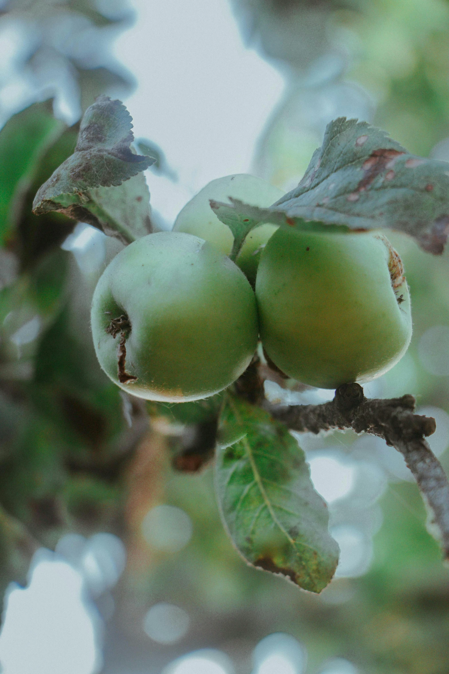 two green apples hanging from a tree branch, unsplash, renaissance, 2 5 6 x 2 5 6 pixels, weathered olive skin, medium close up, concerned