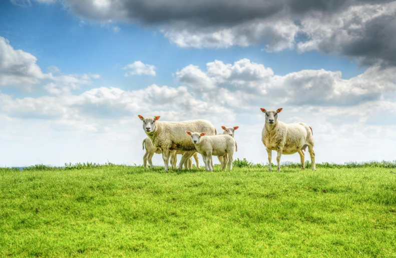 a herd of sheep standing on top of a lush green field, an album cover, by Andries Stock, pexels contest winner, family photo, skies, museum quality photo, desktop wallpaper