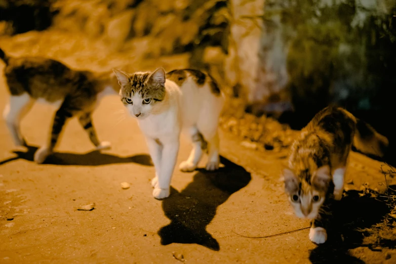 a couple of cats walking across a dirt road, an album cover, by Julia Pishtar, pexels, happening, tel aviv street, night time footage, 3 heads, aggressive look