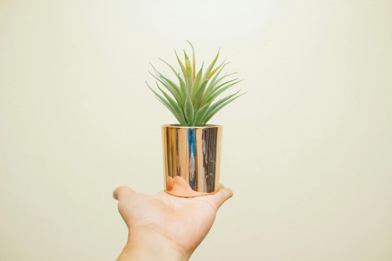 a person holding a pot with a plant in it, a hologram, inspired by Elsa Bleda, unsplash, minimalism, golden and copper shining armor, straight camera view, spiky, three quarter shot