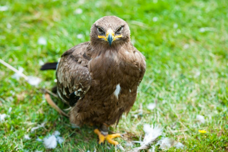 a brown bird standing on top of a lush green field, a portrait, pexels contest winner, hurufiyya, gryphon, on ground, avatar image, hawk