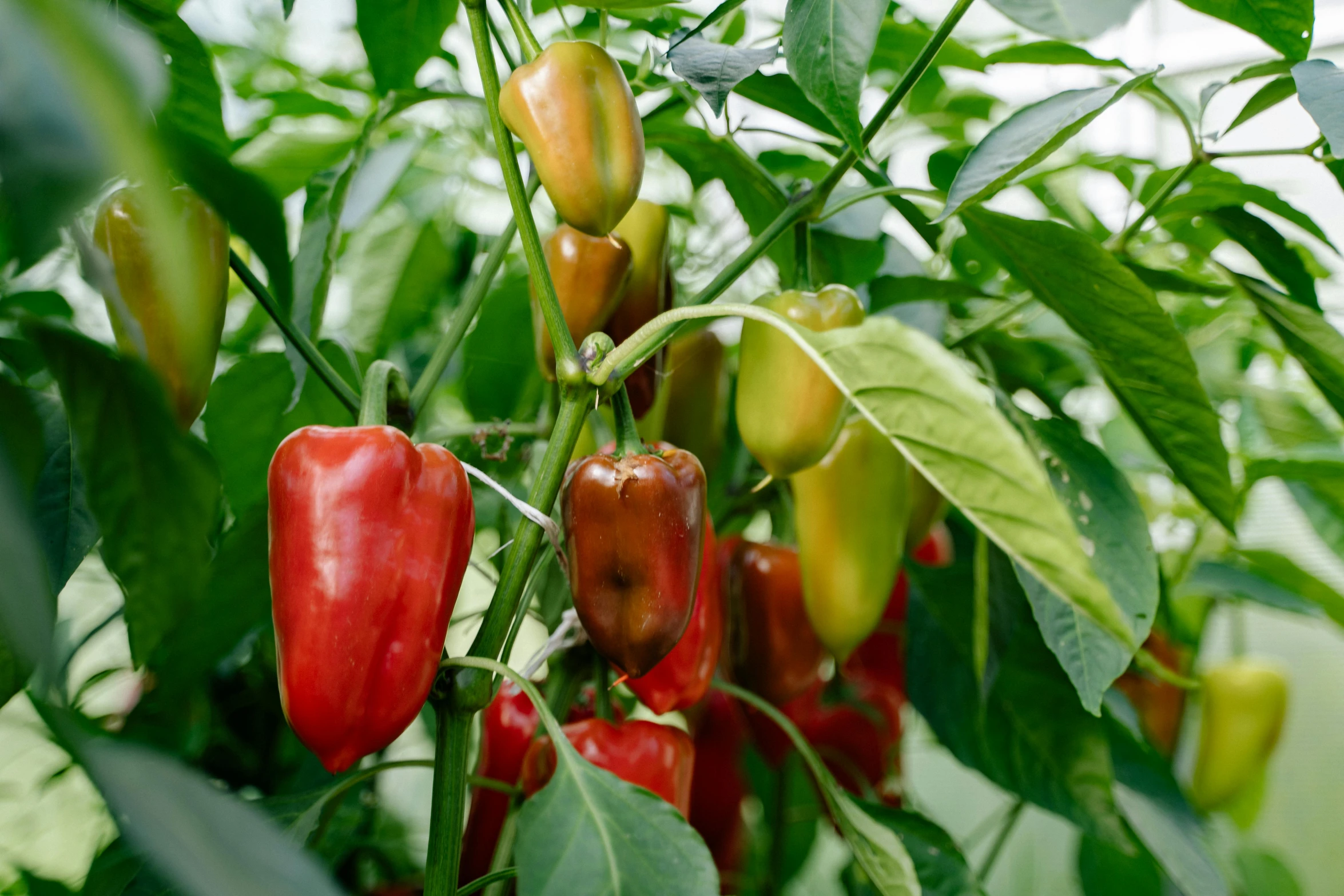 a bunch of red and green peppers growing on a plant, payne's grey and venetian red, natural lights, high quality product image”, 🦩🪐🐞👩🏻🦳