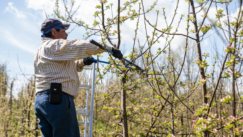 a man is trimming the branches of a tree, by Julia Pishtar, apple trees, photo taken with provia, thumbnail, maintenance photo