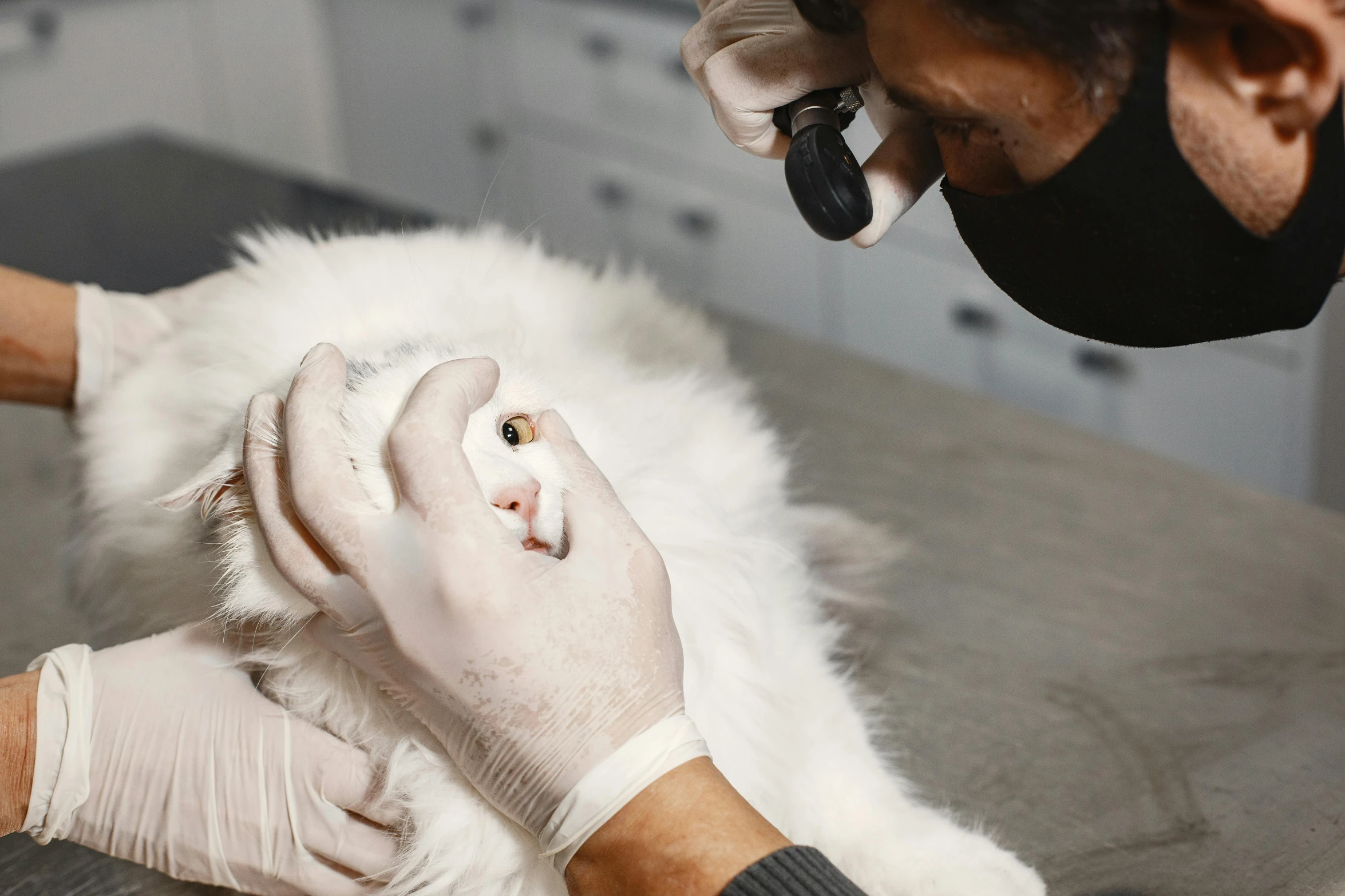 a white cat being examined by a vet, by Emma Andijewska, trending on pexels, photorealism, wolfy nail, fur simulation, birdseye view, thumbnail