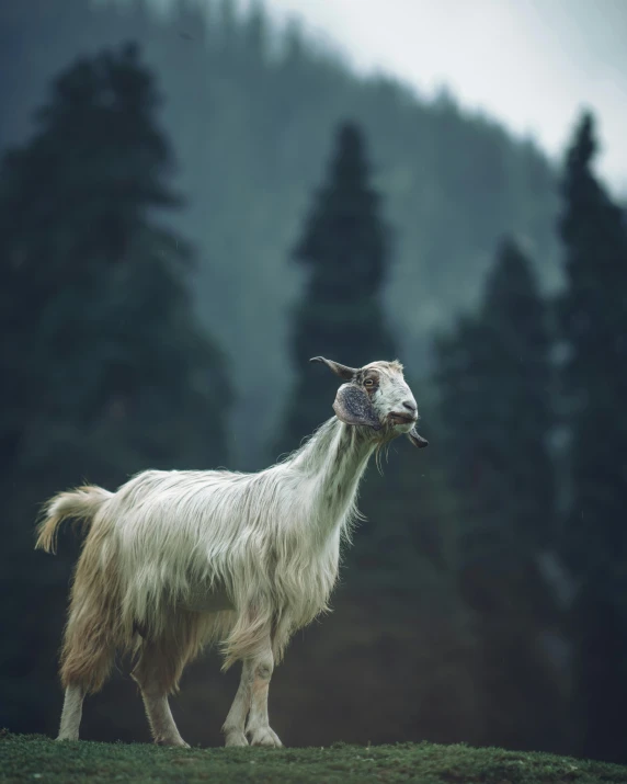 a goat standing on top of a lush green hillside, an album cover, pexels contest winner, foggy mood, gif, white hairs, grey