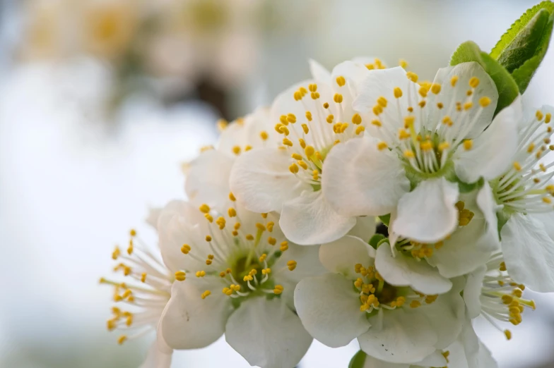 a close up of a flower on a tree, by David Simpson, unsplash, fruit trees, white and yellow scheme, soft mist, bright white porcelain