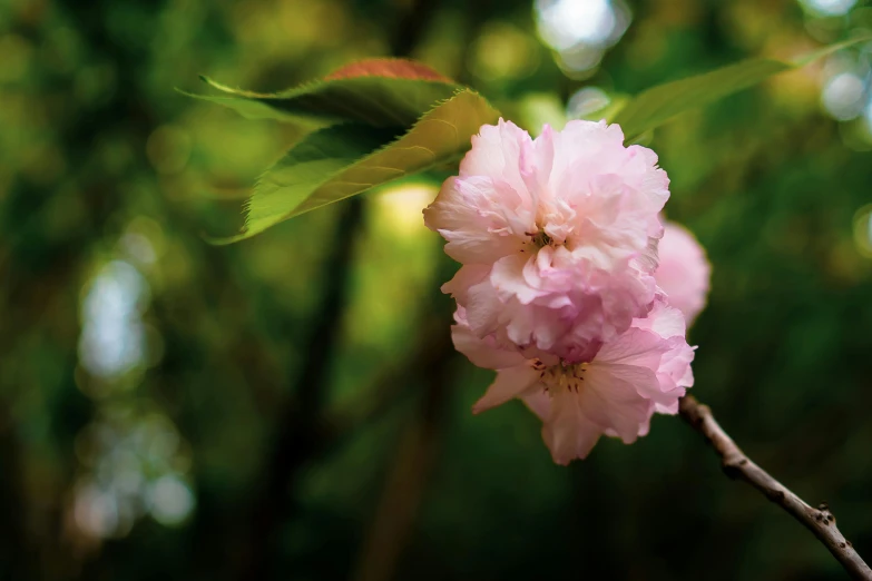 a close up of a pink flower on a tree branch, an album cover, inspired by Maruyama Ōkyo, unsplash, paul barson, ready to eat, made of glazed, lush surroundings