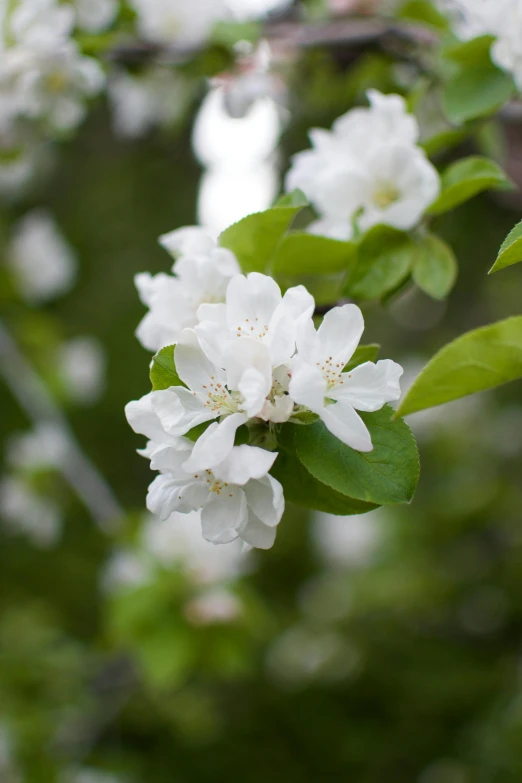 a close up of a tree with white flowers, square, apples, photograph, colorado