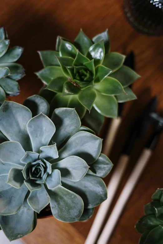 a group of succulents sitting on top of a wooden table, process art, holding paintbrushes, fan favorite, grey, medium close shot