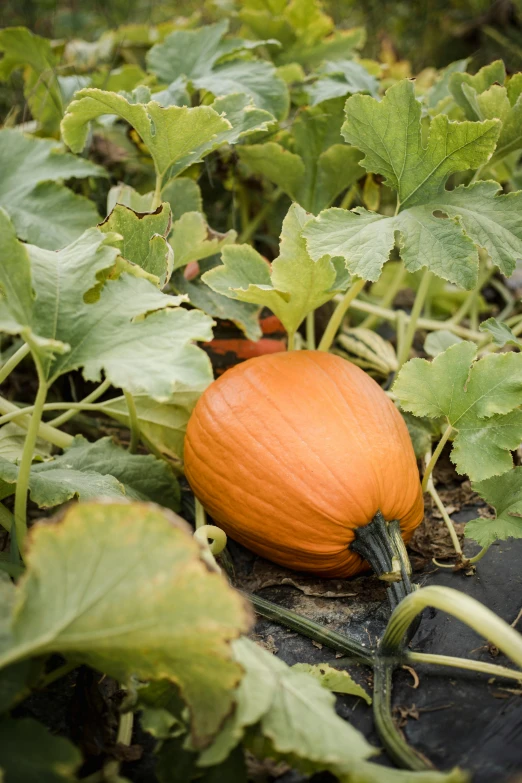 a pumpkin sitting in the middle of a field, vegetable foliage, square, photograph, william open