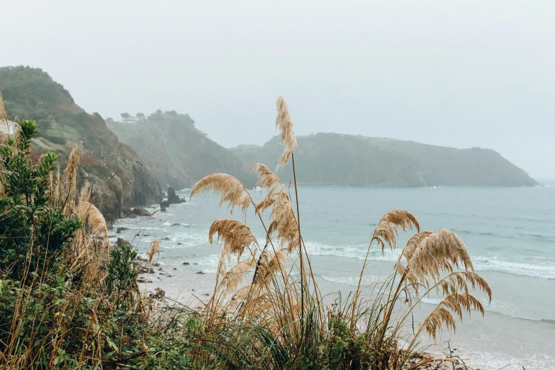 a large body of water next to a lush green hillside, a photo, by Carey Morris, pexels contest winner, windy beach, light grey mist, autumnal, sea plants