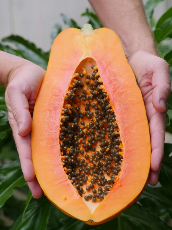 a close up of a person holding a papana, by Ryan Pancoast, organic flesh, seeds, orange, halyomorpha halys