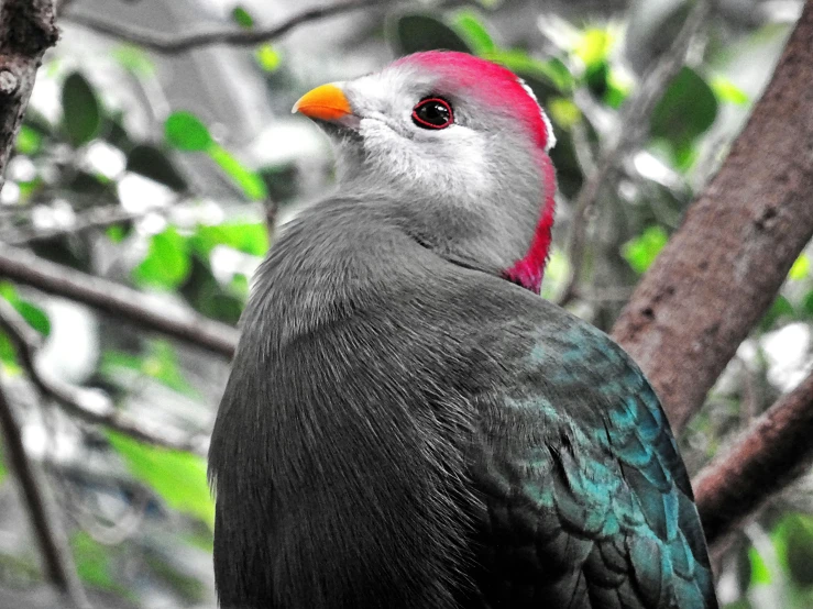 a colorful bird sitting on top of a tree branch, pexels contest winner, renaissance, turaco morphing chicken, gray, elegant face, red green black teal