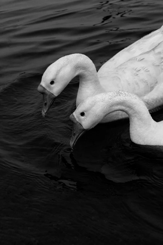 a white swan floating on top of a body of water, facing each other, black and white color aesthetic, subject= duck, white horns