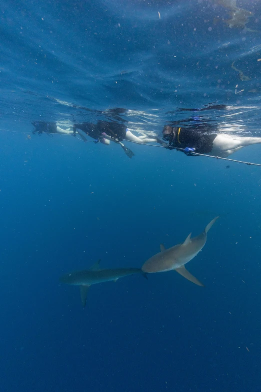 a couple of people swimming next to a shark, slide show, contemplating, zoomed in, perfect photo
