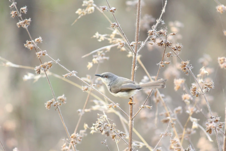 a small bird sitting on top of a dry plant, by Kaii Higashiyama, pexels contest winner, hurufiyya, pale grey skin, amongst foliage, canvas, various posed