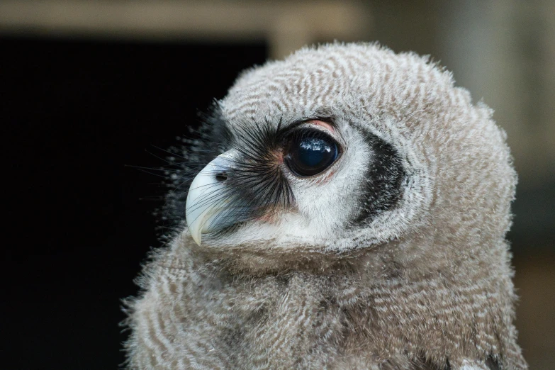 a close up of a bird of prey, pexels contest winner, hurufiyya, young and cute, grey ears, very sleepy and shy, portrait”