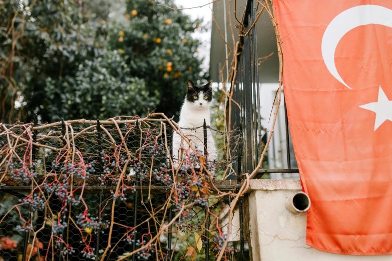 a cat sitting on top of a balcony next to a flag, by Nicolette Macnamara, unsplash, overgrown with vines, orange and white, holding a red banner, ignant