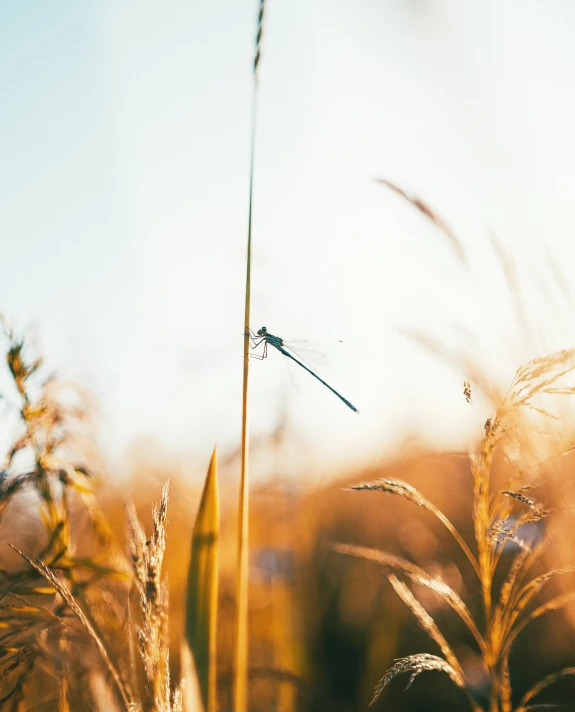 a dragonfly sitting on top of a tall grass covered field, by Niko Henrichon, unsplash contest winner, 15081959 21121991 01012000 4k, soft autumn sunlight, product introduction photo, plain background