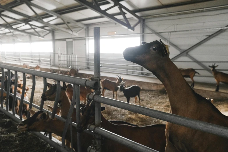 a group of horses standing next to each other in a barn, pexels contest winner, very long neck, alessio albi, gif, camel