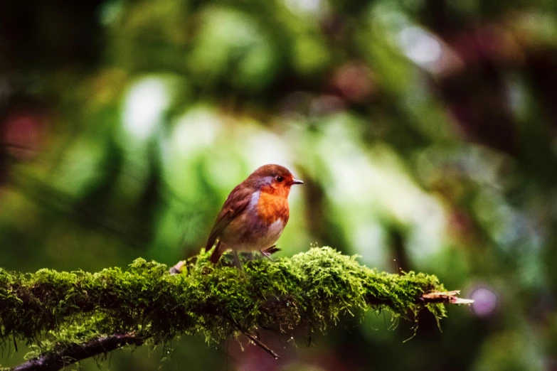 a small bird perched on a mossy branch, unsplash, avatar image, red faced, fine art print, robin