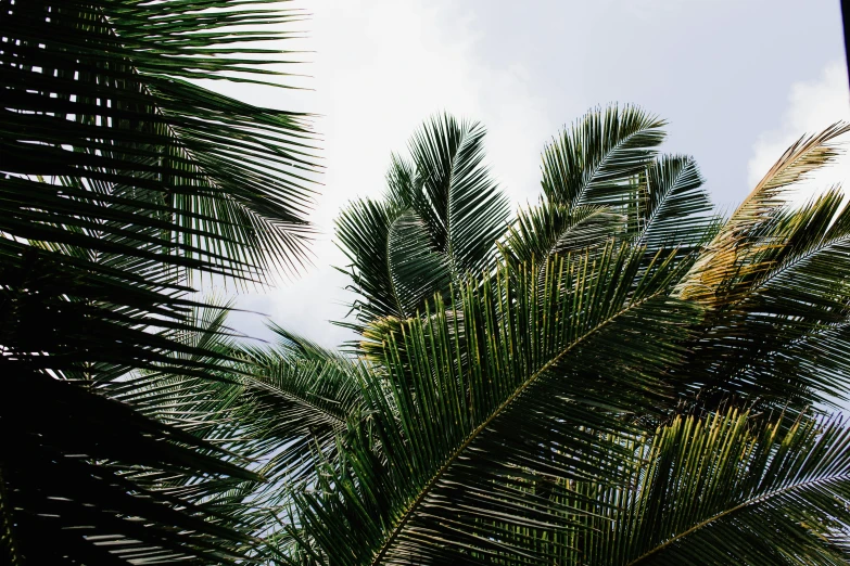 a clock mounted to the side of a palm tree, an album cover, unsplash, hurufiyya, leaves on branches, looking up onto the sky, lush greens, helio oiticica