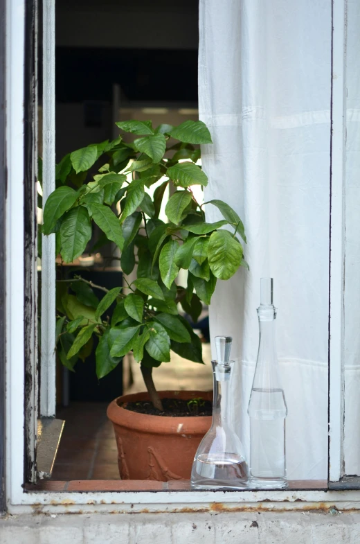 a potted plant sitting on top of a window sill, cold brew coffee ), with fruit trees, single light, inside a french cafe