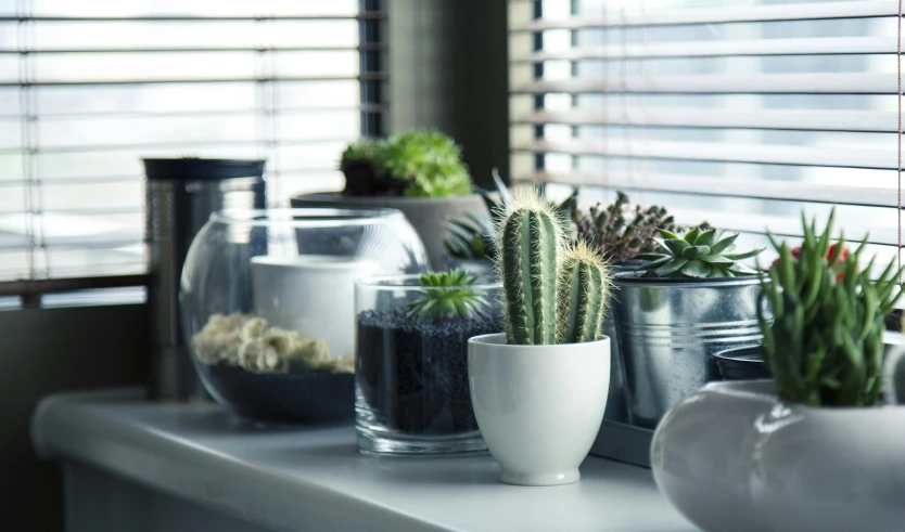 a row of potted plants on a window sill, pexels contest winner, robotic cactus design, jar on a shelf, best practice, on kitchen table