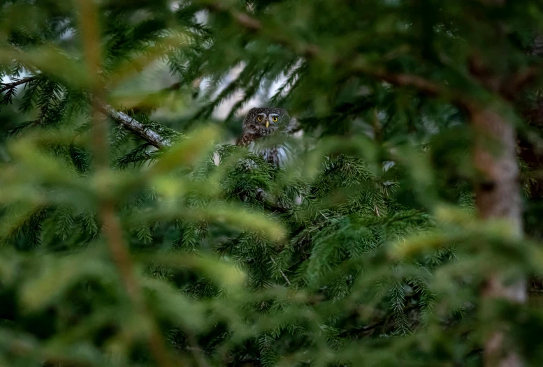 an owl sitting on top of a tree branch, by Dietmar Damerau, pexels, evergreen branches, hiding, shot with sony alpha 1 camera, gray