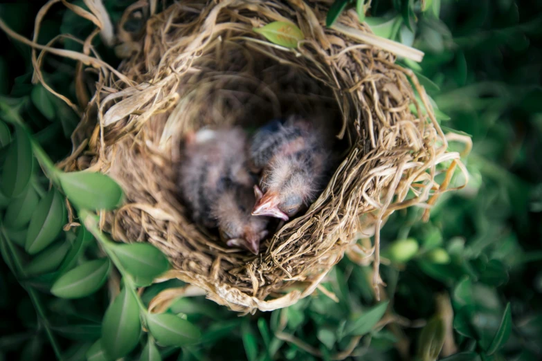 a nest with a baby bird inside of it, pexels contest winner, high angle shot, sleepers, realistic »