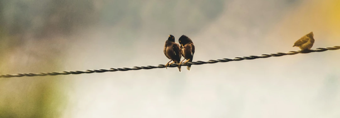 a couple of birds sitting on top of a wire, a picture, trending on pexels, nepal, intense flirting, slightly pixelated, brown