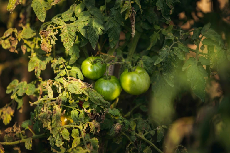 a bunch of green tomatoes growing on a tree, a portrait, unsplash, shot on sony a 7 iii, hazy, green alleys, suns