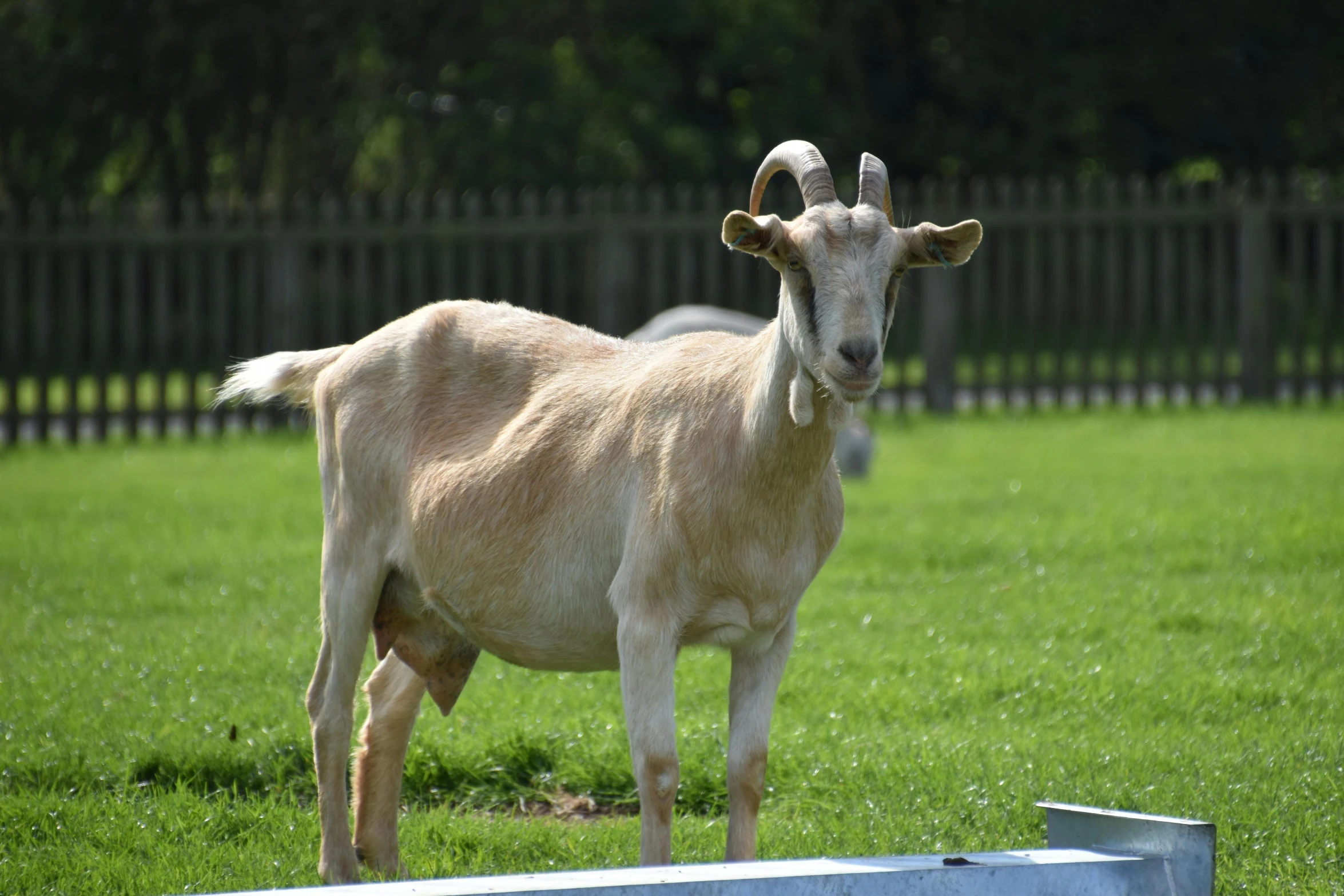 a goat standing on top of a lush green field, feed troughs, (12x) extremely pale white skin, premium quality, aged 2 5