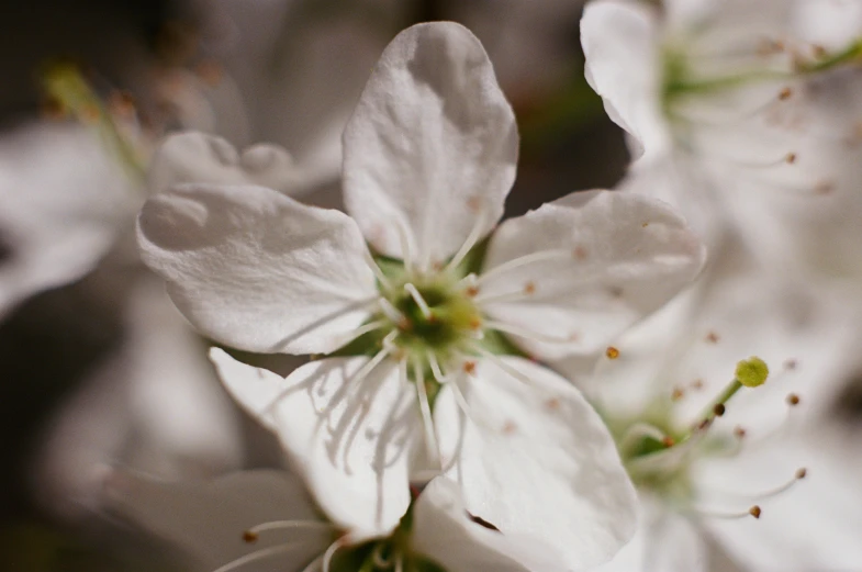 a close up of a white flower on a tree, a macro photograph, by David Simpson, unsplash, cherry blosom trees, medium format, rendered in 4 k, portrait mode photo