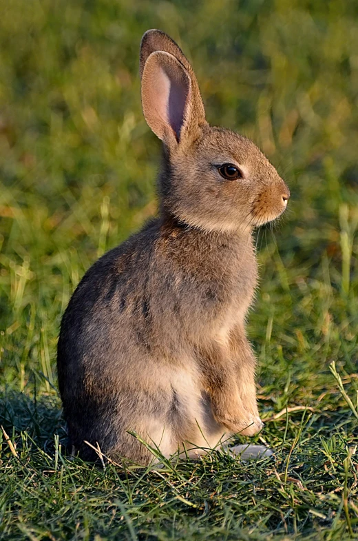 a rabbit that is sitting in the grass, in a grass field