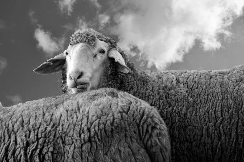 a couple of sheep standing next to each other, a black and white photo, unsplash, art photography, worm's eye view, 4k greyscale hd photography, cumulus, an arab standing watching over