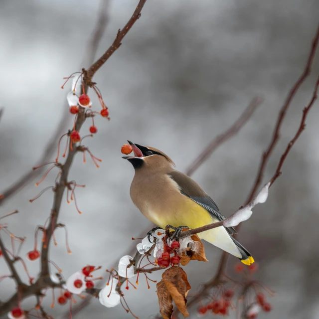 a wax wax wax wax wax wax wax wax wax wax wax wax wax wax wax wax wax, by Jim Nelson, pexels contest winner, birds on cherry tree, winter photograph, having a snack, highly ornamental