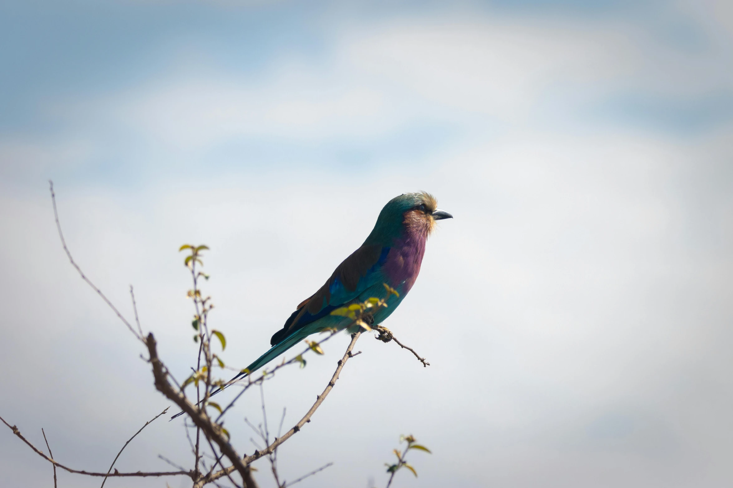 a colorful bird sitting on top of a tree branch, pexels contest winner, hurufiyya, mauve and cyan, on the african plains, looking upwards, tourist photo