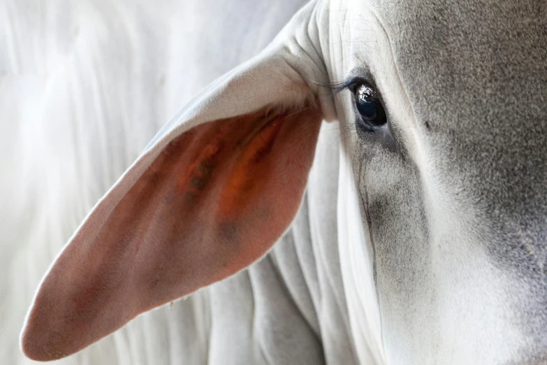 a close up of a cow with a tag on it's ear, by Jan Tengnagel, trending on unsplash, photorealism, a very macular woman in white, alessio albi, scientific photo, grey