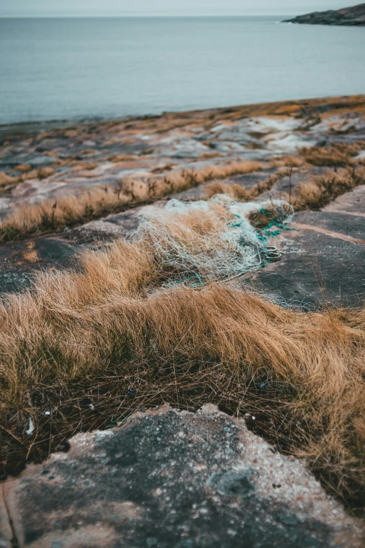 a field of grass next to a body of water, inspired by Elsa Bleda, unsplash, land art, rocky seashore, cracked plastic wrap, low quality photo, urban surroundings