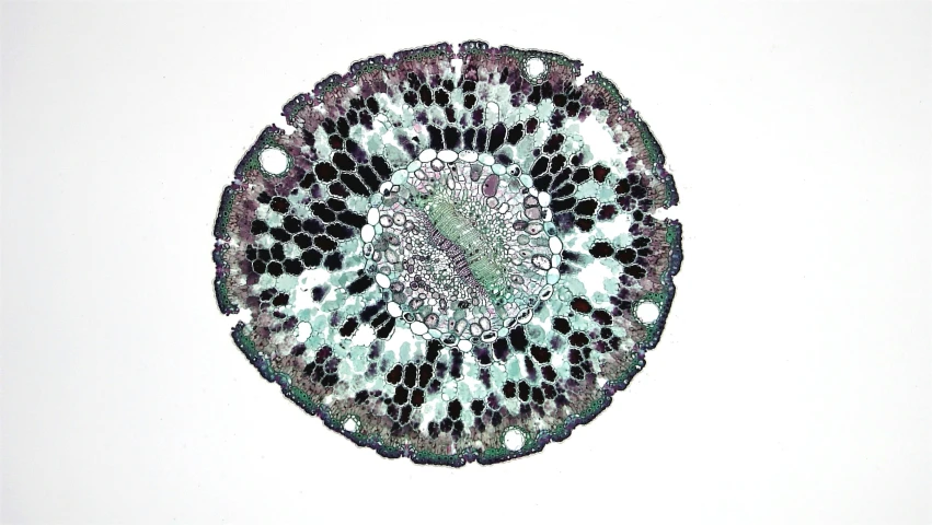 a close up of a piece of food on a white surface, a microscopic photo, by Ellen Gallagher, mauve and cyan, intricate penwork, round design, protophyta