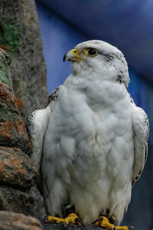 a white bird sitting on top of a rock, hawk, looking defiantly at the camera, slightly muscular, spotted