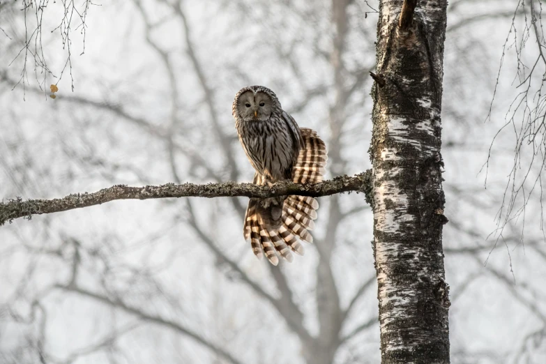 a large owl sitting on top of a tree branch, by Jacob Kainen, pexels contest winner, grey mist, large tail, nordic, camouflage