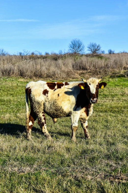 a couple of cows that are standing in the grass, taken in the early 2020s, white with chocolate brown spots, southern slav features, sparky