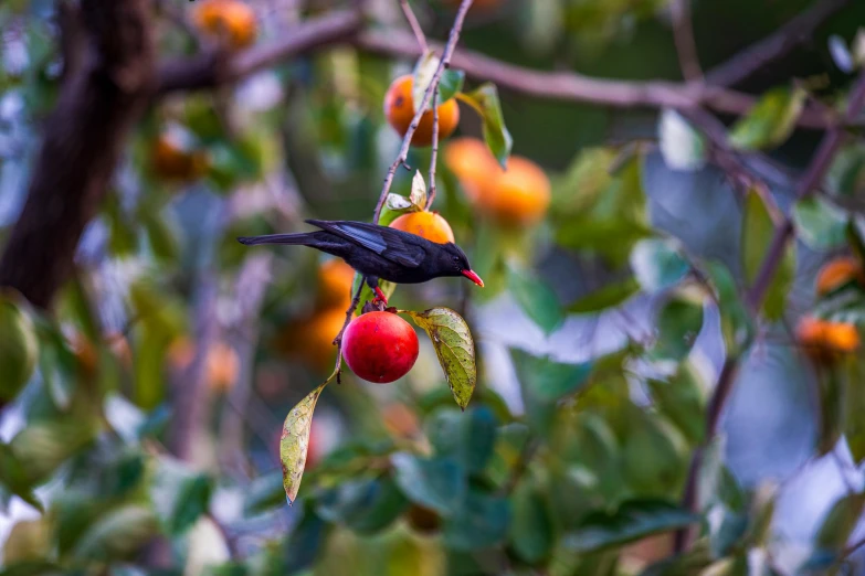 a black bird sitting on top of a tree branch, by Jan Rustem, pexels contest winner, renaissance, with fruit trees, avatar image, shallow depth of field hdr 8 k, african sybil