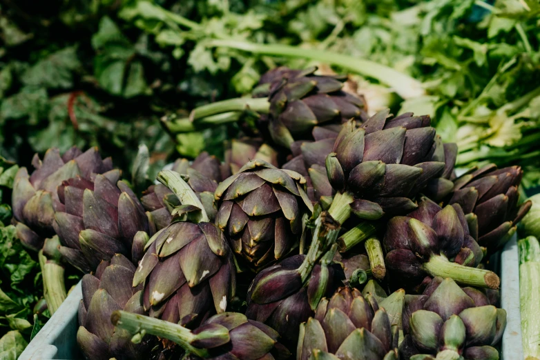 a close up of a bunch of artichokes, by Carey Morris, pexels, purple and green, basil, photographed in film, ballard